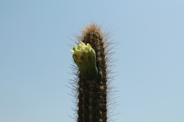 Naklejka premium Beautiful flower in the garden for good colorful floral background