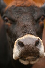 Fototapeta premium Close up cattle, cute cow portrait