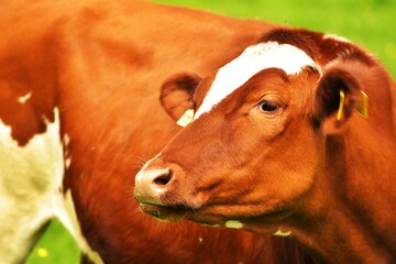 Close up cattle, cute cow portrait