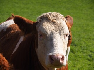 Close up cattle, cute cow portrait