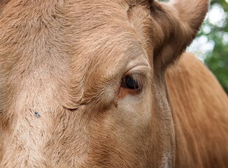 Close up cattle, cute cow portrait