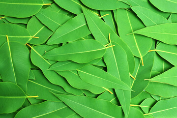  Eucalyptus leaves background