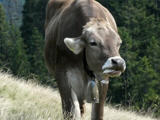 Close up cattle, cute cow portrait
