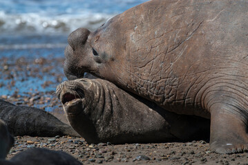 Fototapeta premium Elephant seal family, Peninsula Valdes, Patagonia, Argentina