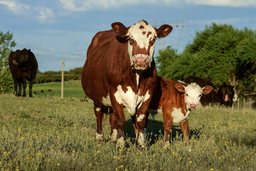 Fototapeta na wymiar Cow with calf, La Pampa, Argentina.