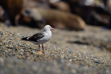 Dolphin Gull , on a beach, Santa Cruz Province , Argentina.