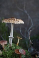 Composition on moss of various forest mushrooms and twigs. Edible and inedible mushrooms. Still life from natural materials.