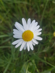 white daisy flower