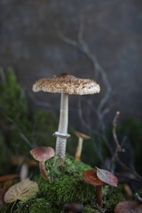 Composition on moss of various forest mushrooms and twigs. Edible and inedible mushrooms. Still life from natural materials.