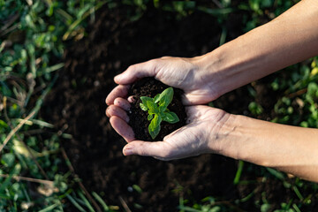 plant in hands