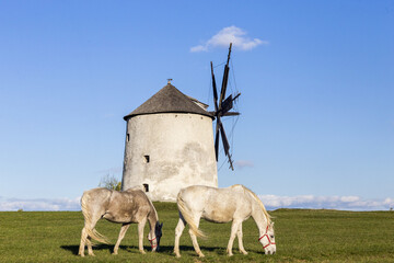 pferde essen vor der Windmühle
