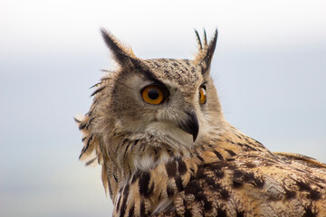 Owl at Castle Bolton