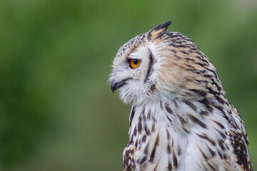 Owl at Castle Bolton