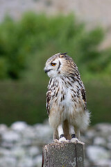 Owl at Castle Bolton