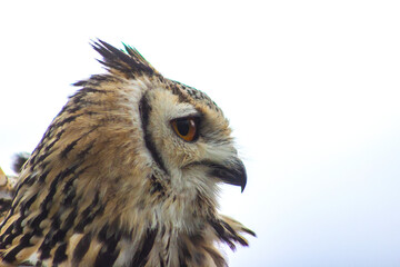 Owl at Castle Bolton