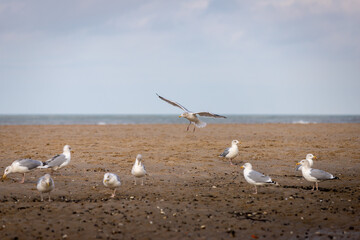 Fototapeta na wymiar flying and resting seagulls at the ocean beach