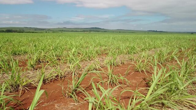 Cane field, drone in aerial movement, flying low over a newly planted cane field in Brazil.