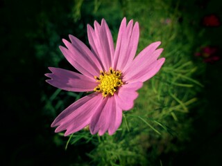 秋の花コスモス