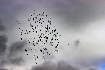 Pidgeons over Castle Bolton 