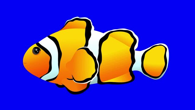 Clownfish cartoon animation. Isolated exotic animal fish character. Good for aquarium.