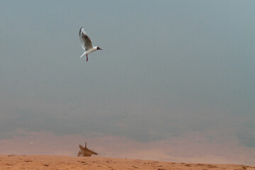 A seagull is fishing over a pond