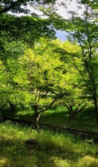 sun rays in the forest