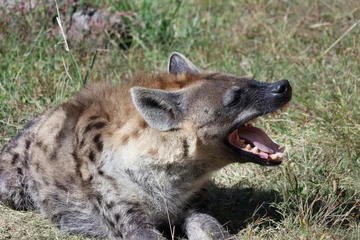 Fotobehang Hyena ブチハイエナ　あくび　秋  © mitumal 