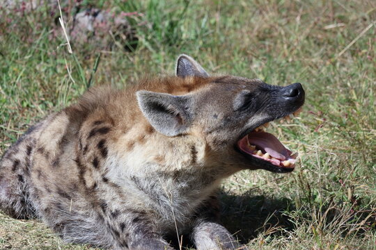 ハイエナ Images Browse 278 Stock Photos Vectors And Video Adobe Stock