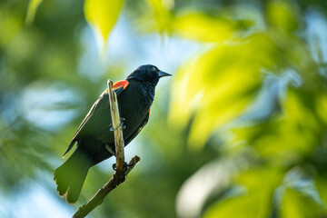 A red-winged blackbird sits perched on a tree branch