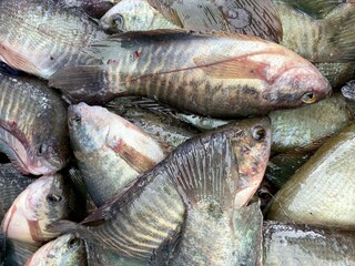 close up gourami fish in market