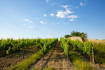 Fototapeta na wymiar Vigne et paysage dans un vignoble au soleil avant les vendanges.