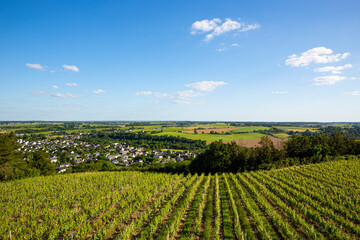 Fototapeta na wymiar Paysage dans un vignoble en Anjou dans les coteaux du Layon, France.