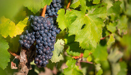 Grappe de raisin noir ou pourpre dans un vignoble au soleil en été.