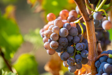 Grappe de raisin dans les vignes au soleil avant les vendanges.