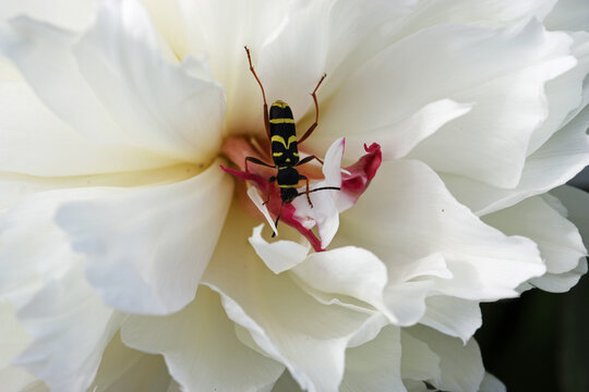 Wasp beetle feeding in a peony flower in close up