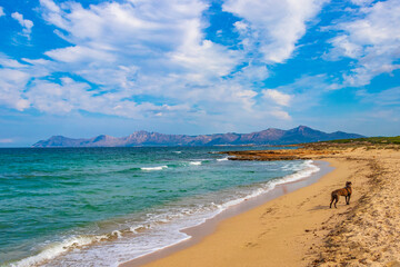 Dog at coast beach landscape panorama Can Picafort Mallorca Spain.