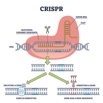 CRISPR as genetic DNA sequence engineering with gene mutation outline diagram. Labeled educational explanation with Cas9, guide RNA and new helix part vector illustration. Artificial genome editing.