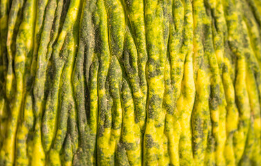 Juicy Asian melon peel close-up as background. Beautiful tasty vegetable. Vegetables on the market. Background and texture close up melon peel.