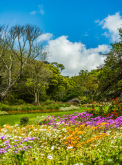 Portrait shot of colourful flowers in Kirstenbosch garden