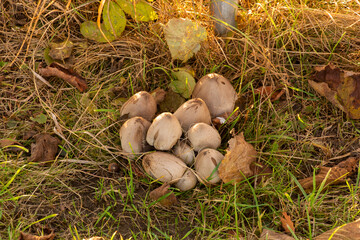 autumnal scene with colorful dry leaves and some young Coprinopsis atramentaria