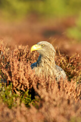 White-tailed eagle in the autumn colors