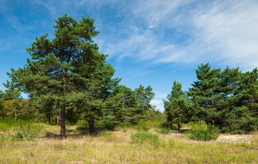 Obraz premium Lots of green plants and pine trees in nature. Summer landscape