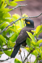 common myna or indian myna, tropical bird native to asia perched on a tree branch
