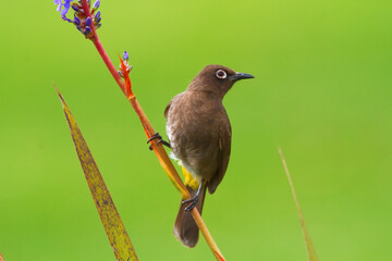 A Cape Bulbul in the wild