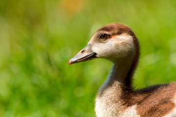 A baby goose in profile