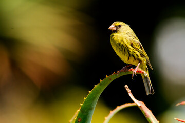 A yellow Cape Canary