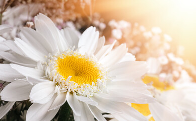 chamomile flowers with gypsophila decor