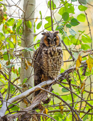 Owl in Yellowstone 