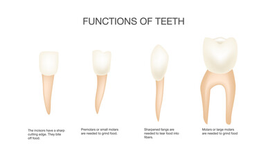 Types of teeth and their functions. Medical vector illustration