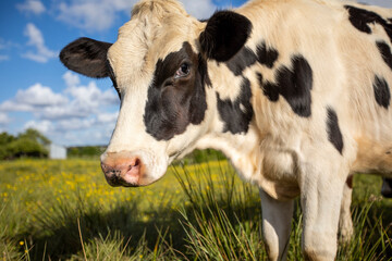 Jeune vache laitière en pleine nature dans la campagne.
